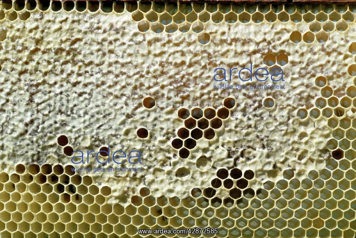  : BEE KEEPING - Capped honey comb in Honeybee hive