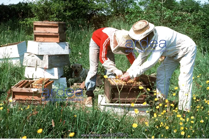 : BEE KEEPING - changing Honeybee colony from WBC : BEE KEEPING - changing Honeybee colony from WBC
