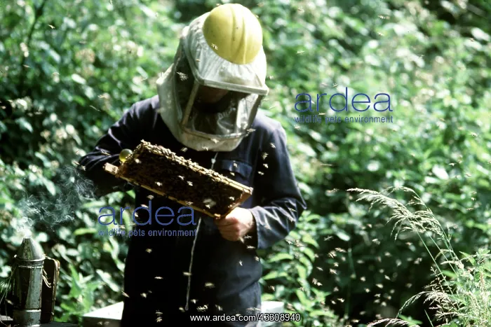 : BEE KEEPING - inspecting combs of Honeybees : BEE KEEPING - inspecting combs of Honeybees