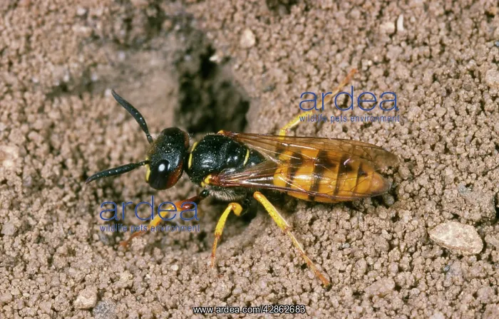 : Bee-killer Wasp / Bee Wolf : Bee-killer Wasp / Bee Wolf