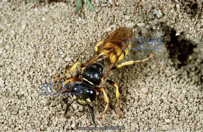 : BEE-KILLER WASP - at nest hole : BEE-KILLER WASP - at nest hole