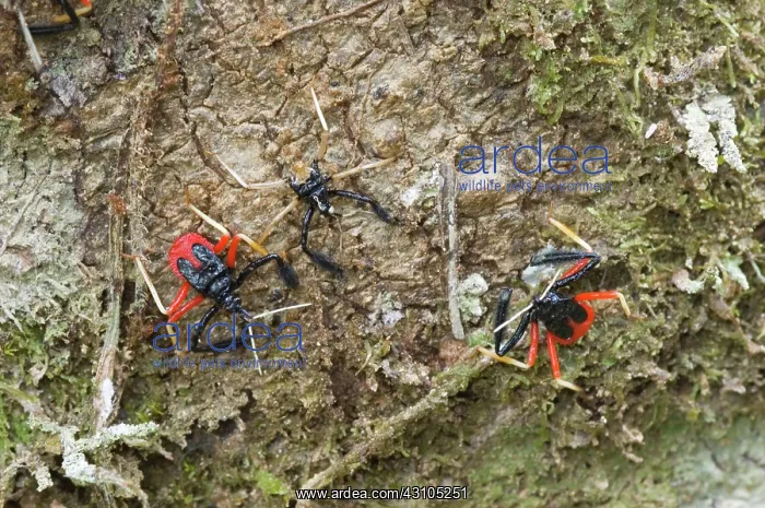 : Bee Killers (Calliclopius negripes) : Bee Killers (Calliclopius negripes)