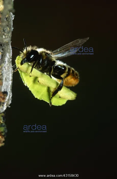 : Bee. The bee Megachile centuncularis flying with a leaf against a black background : Bee. The bee Megachile centuncularis flying with a leaf against a black background