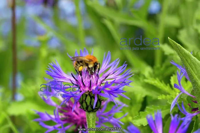 : Bee - on Mountain Knapweed (Centaurea montana) - Summer : Bee - on Mountain Knapweed (Centaurea montana) - Summer