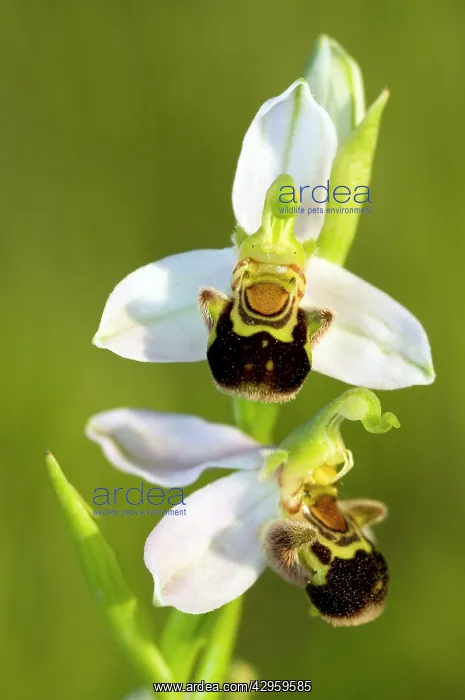  : Bee orchid