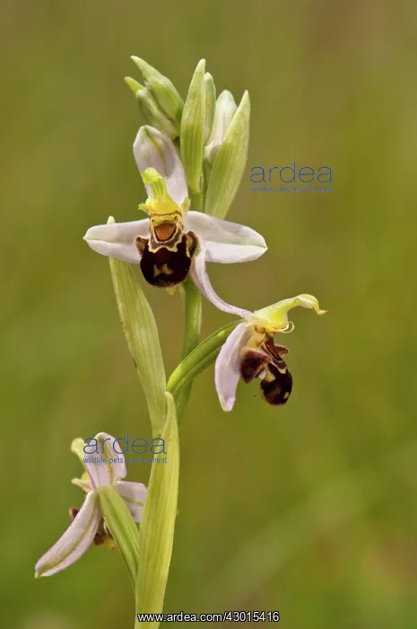  : Bee Orchid