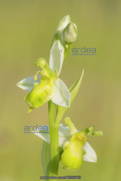 : Bee Orchid : Bee Orchid