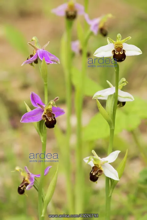 : Bee Orchid : Bee Orchid