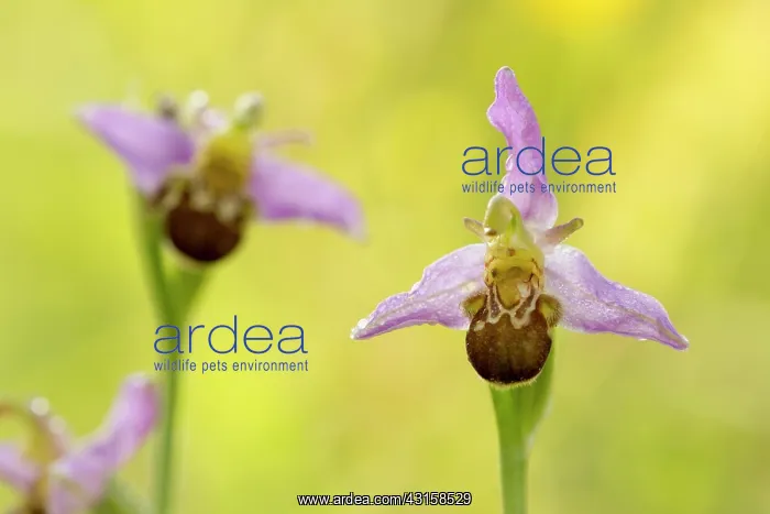 : Bee Orchid : Bee Orchid
