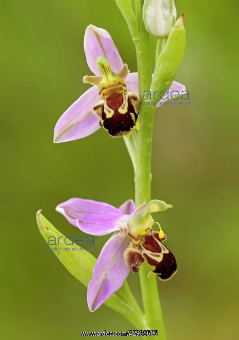 : Bee Orchid - close up of flowers showing different : Bee Orchid - close up of flowers showing different