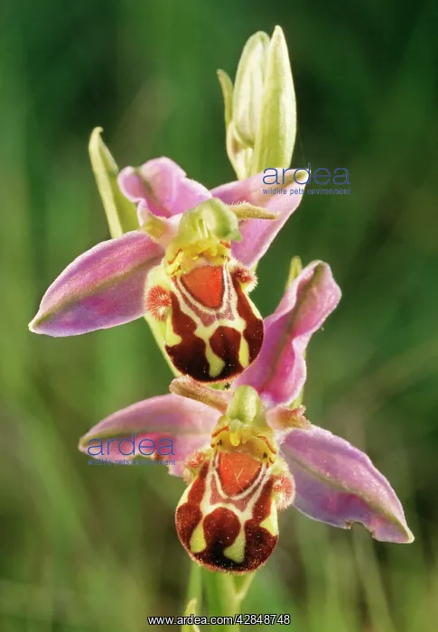 : Bee Orchid - close-up of flower : Bee Orchid - close-up of flower