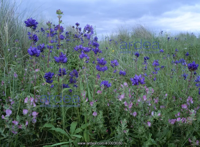 : BEE ORCHID - Clustered Bellflower And Common Rest Harrow : BEE ORCHID - Clustered Bellflower And Common Rest Harrow