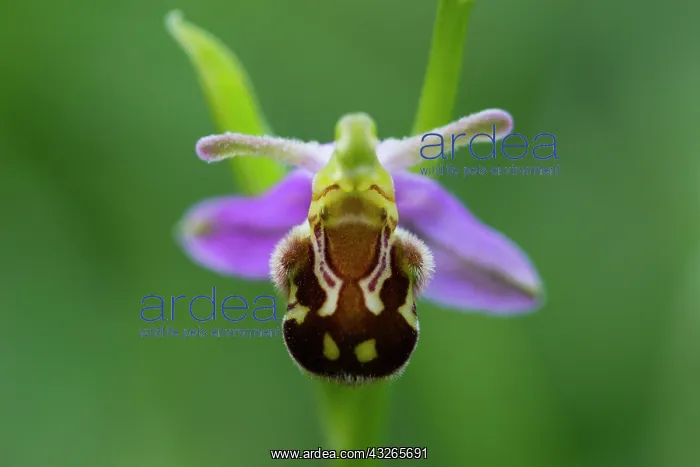 : Bee Orchid, a detailed study of a mature flower : Bee Orchid, a detailed study of a mature flower