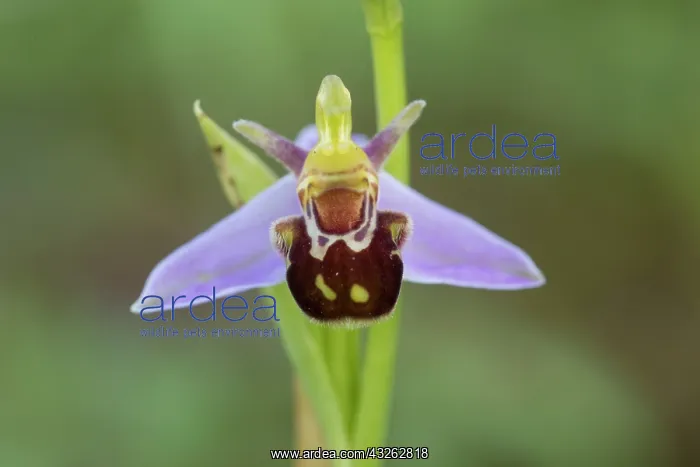  : Bee Orchid - flower and flower bud - Germany