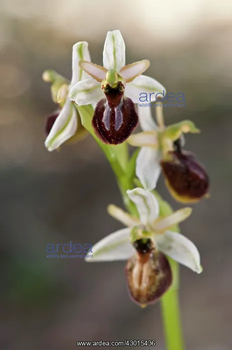 : Bee Orchid detail of inflorescence : Bee Orchid detail of inflorescence