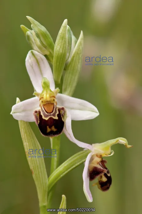 : Bee Orchid (Ophrys apifera), detail of inflorescence, Piedmont, Italy : Bee Orchid (Ophrys apifera), detail of inflorescence, Piedmont, Italy