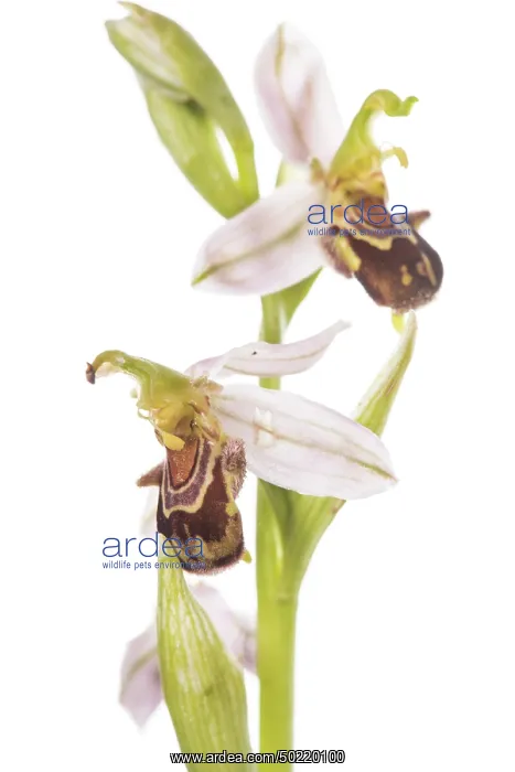: Bee orchid (Ophrys apifera) on a white bacground, Piedmont, Italy : Bee orchid (Ophrys apifera) on a white bacground, Piedmont, Italy