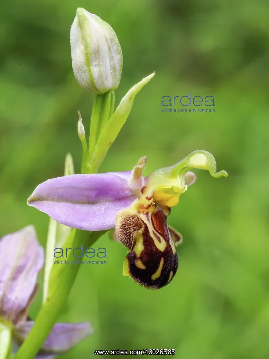 : Bee orchid - single flower - close up - Dorset : Bee orchid - single flower - close up - Dorset