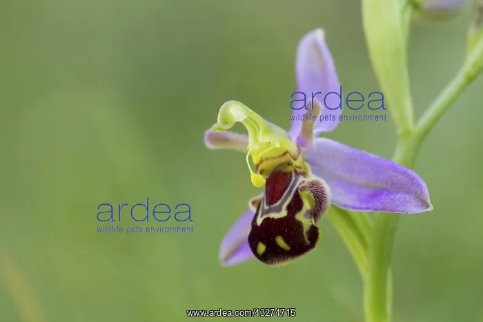 : Bee Orchid - Spring : Bee Orchid - Spring