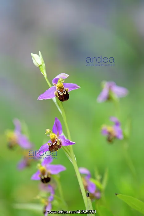 : Bee Orchid - summer : Bee Orchid - summer