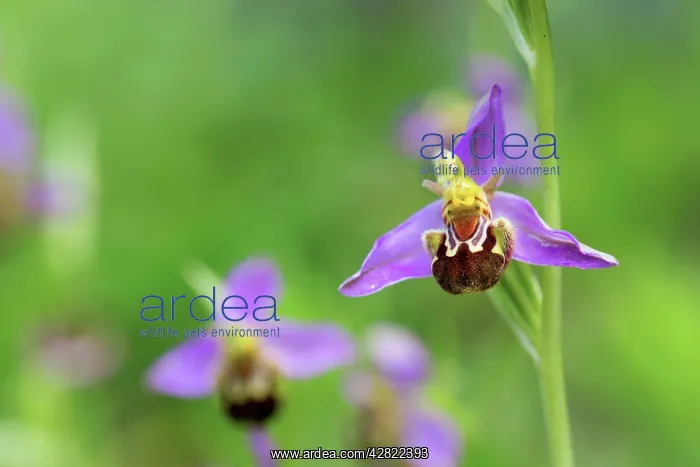 : Bee Orchid - summer : Bee Orchid - summer