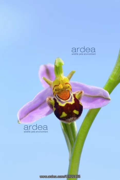 : Bee Orchid - summer : Bee Orchid - summer