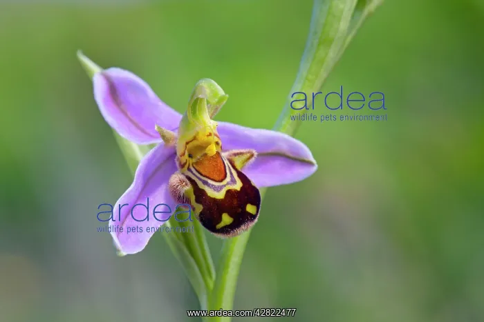 : Bee Orchid - summer : Bee Orchid - summer