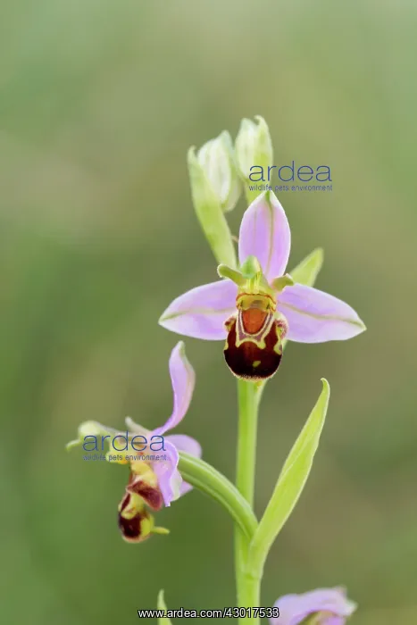 : Bee Orchid Summer : Bee Orchid Summer