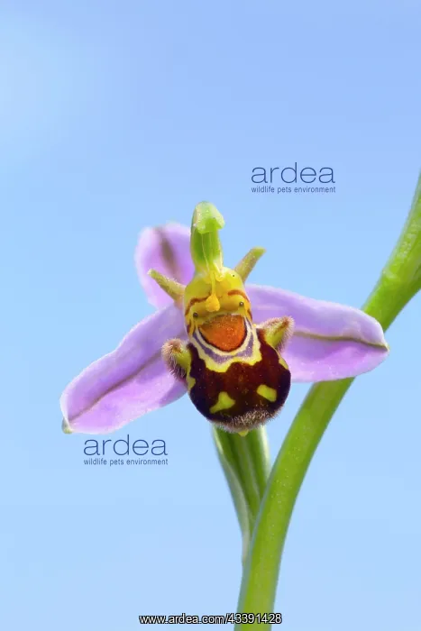 : Bee Orchid - summer : Bee Orchid - summer