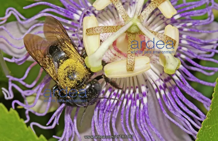: Bee on Passionflower : Bee on Passionflower
