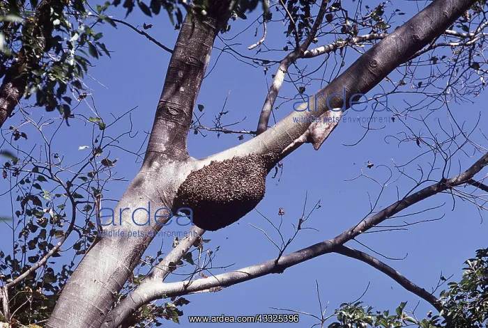 : BEE SWARM & COMB IN TREE : BEE SWARM & COMB IN TREE