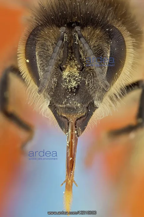 : A bee with its tongue fully extended, it is cove : A bee with its tongue fully extended, it is cove