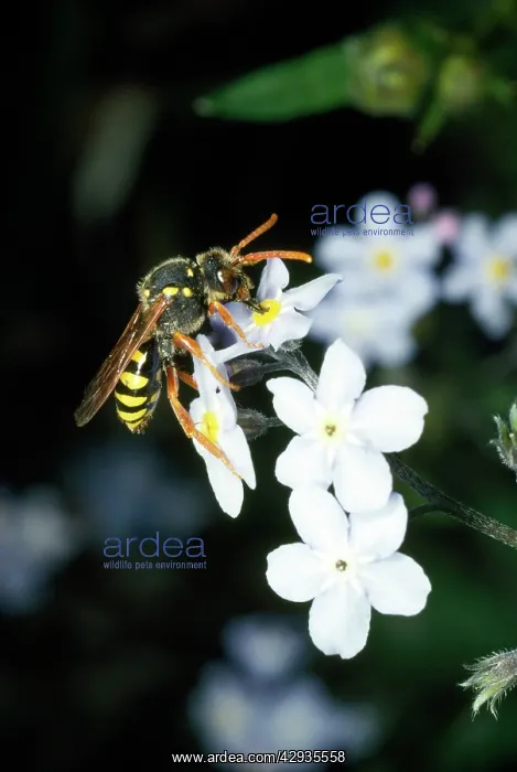 : BEE - Wasp mimic bee collecting pollen : BEE - Wasp mimic bee collecting pollen