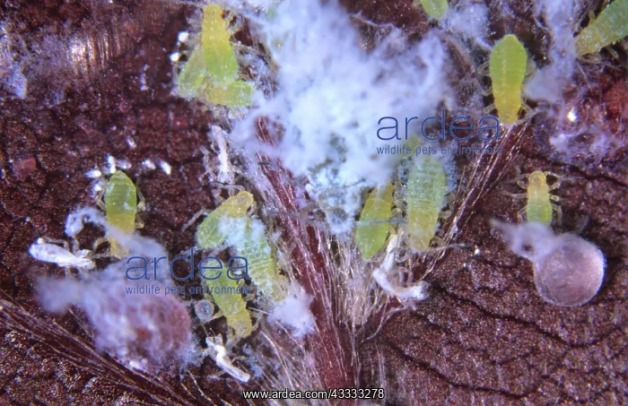 : Beech aphid colony : Beech aphid colony