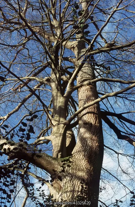 : BEECH and Ash Tree - Entwined in Winter : BEECH and Ash Tree - Entwined in Winter