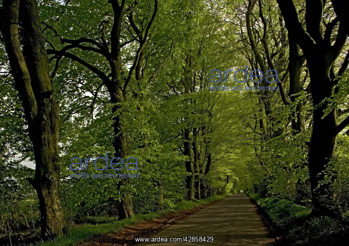 : Beech avenue on minor road south of Bower Chalke : Beech avenue on minor road south of Bower Chalke