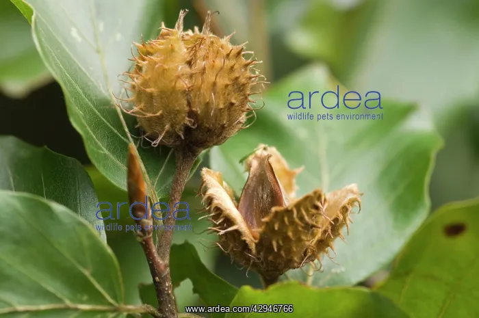 : Beech - Beech-nuts in autumn : Beech - Beech-nuts in autumn