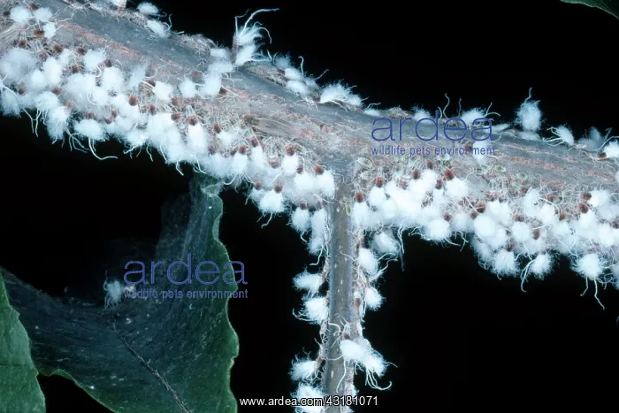 : Beech Blight Aphid : Beech Blight Aphid