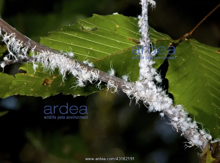 : Beech Blight Aphids : Beech Blight Aphids