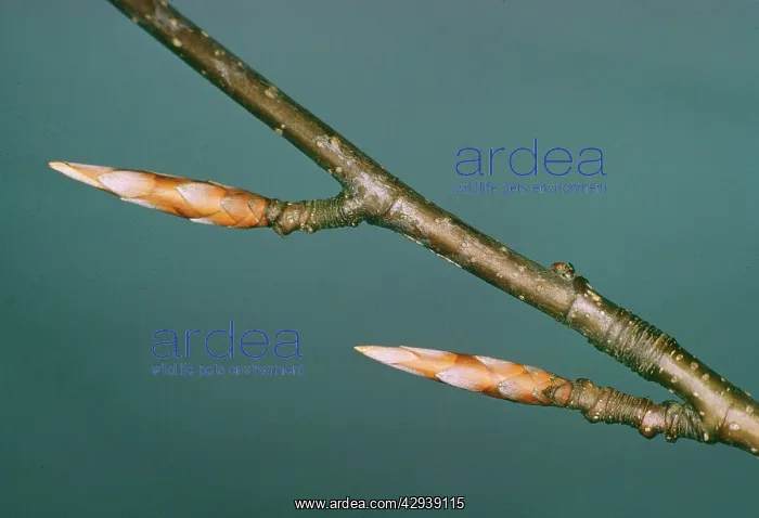  : BEECH BUDS