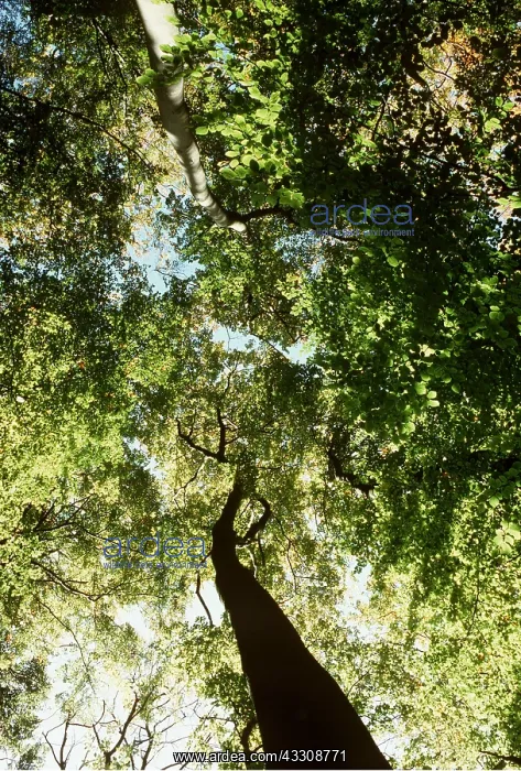 : BEECH CANOPY - Sun shining through : BEECH CANOPY - Sun shining through