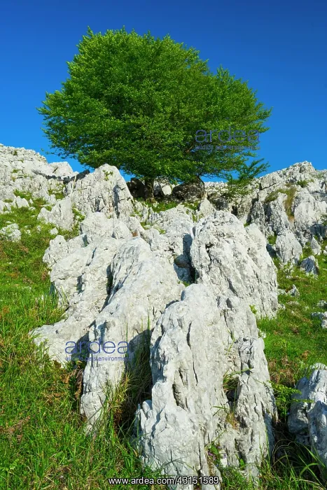 : Beech, Cerredo Mountain, Castro Urdiales, Cantabria : Beech, Cerredo Mountain, Castro Urdiales, Cantabria