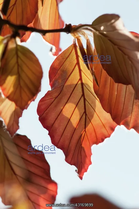: Beech, Copper beech, Fagus sylvatica purpurea, bronze colou : Beech, Copper beech, Fagus sylvatica purpurea, bronze colou