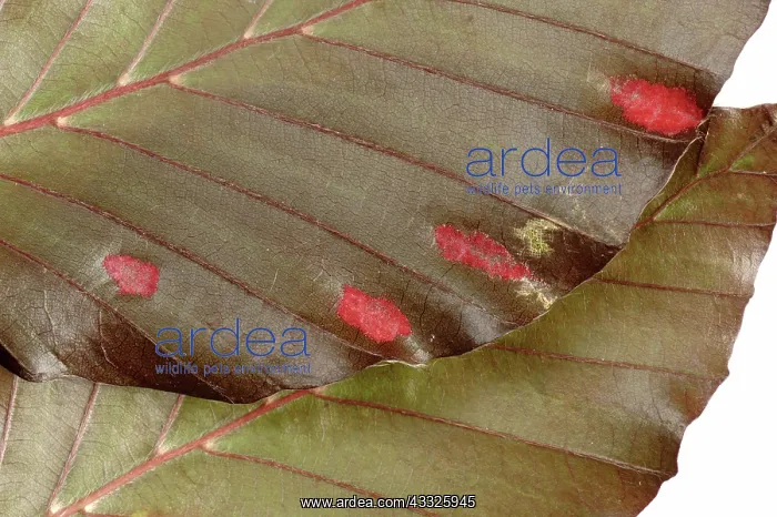 : Beech erineum gall mite : Beech erineum gall mite