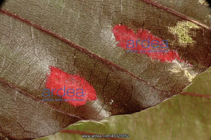 : Beech erineum gall mite : Beech erineum gall mite