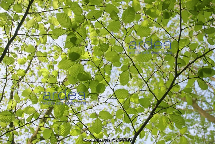 : Beech, European beech, Fagus sylvatica, leaves and twigs see : Beech, European beech, Fagus sylvatica, leaves and twigs see