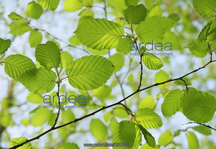 : Beech, European beech, Fagus sylvatica, leaves and twigs see : Beech, European beech, Fagus sylvatica, leaves and twigs see