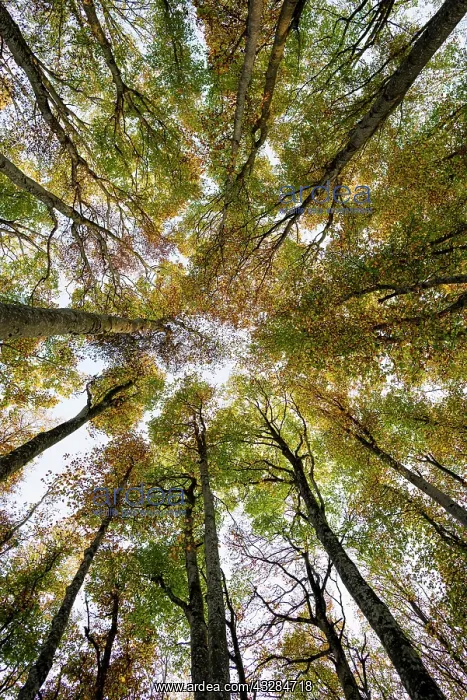 : Beech (fagus) with coloured leaves in autumn, frog : Beech (fagus) with coloured leaves in autumn, frog