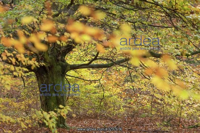 : Beech (fagus), Sababurg Jungle, Autumn, Reinhardswald : Beech (fagus), Sababurg Jungle, Autumn, Reinhardswald
