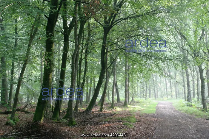 : Beech, Fagus sylvatica : Beech, Fagus sylvatica